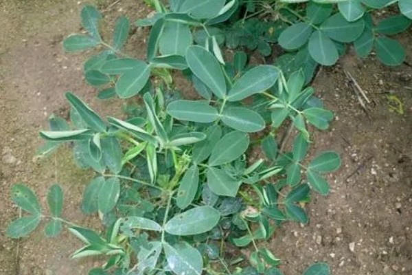 花生卷叶病怎么防治，水旱轮作可防治青枯病