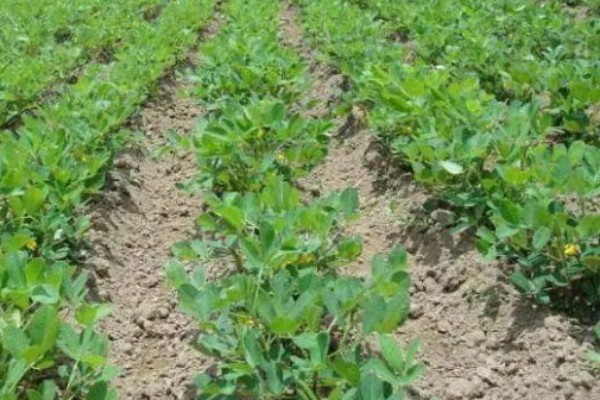 花生卷叶病怎么防治，水旱轮作可防治青枯病