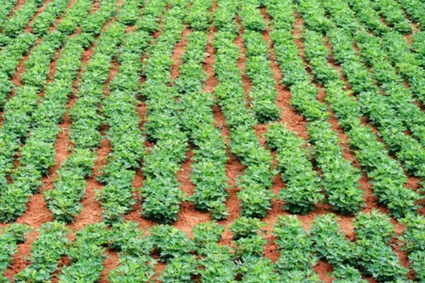 花生卷叶病怎么防治，水旱轮作可防治青枯病