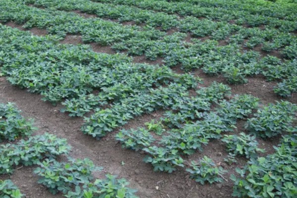 花生卷叶病怎么防治，水旱轮作可防治青枯病