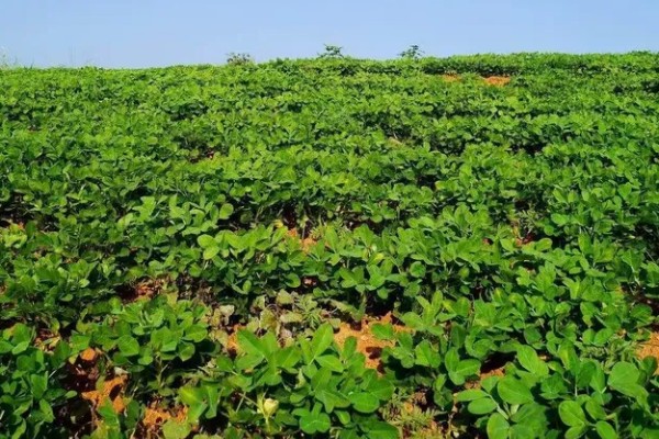 花生卷叶病怎么防治，水旱轮作可防治青枯病