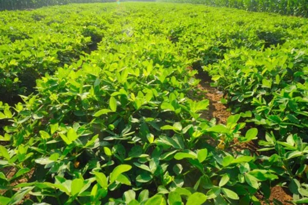花生卷叶病怎么防治，水旱轮作可防治青枯病