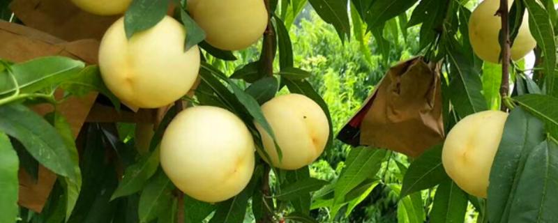 黄金蜜4号桃品种简介，该品种个头大