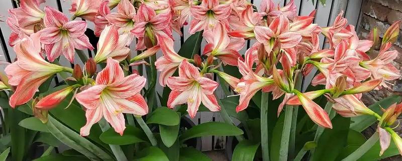 朱顶红的价格，一盆需要30-120元左右