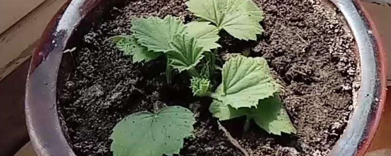 怎么扦插蝴蝶梅，对枝条涂抹生根水再插入土壤中