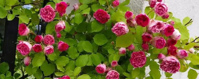 胭脂扣一年开多少次花，一年开三次花