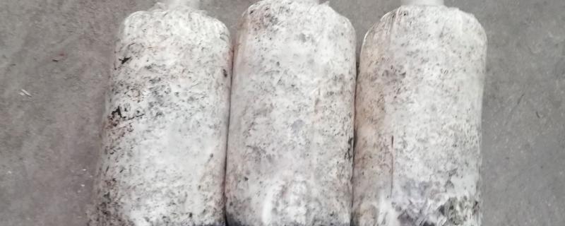 天麻蜜环菌种的培育方法，要在菌材的缝隙中放满菌种