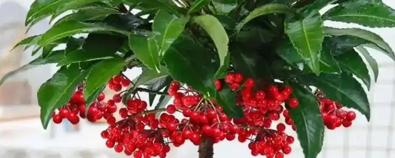 富贵子在几月开花，在6月份开花