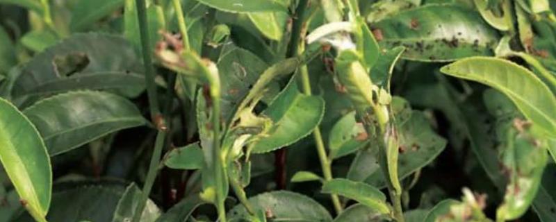 茶树越冬病虫害的防治方法，可人工防治