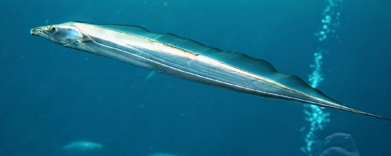 带鱼是什么鱼，又叫做牙带鱼