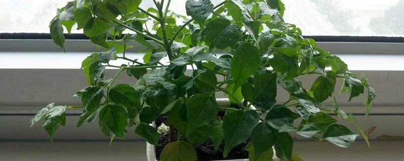 幸福树掉叶子怎么挽救，要调整生长环境的温度