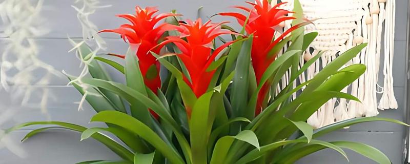 鸿运当头的养殖方法，喜湿润的环境