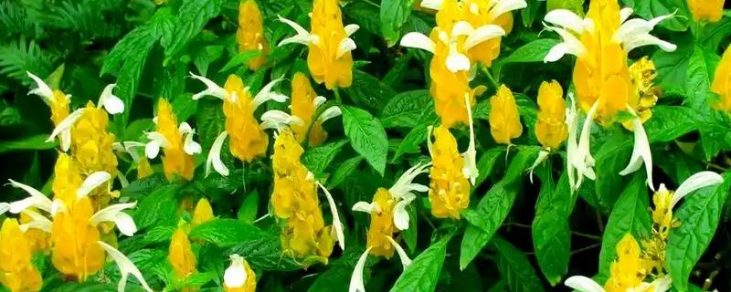 虾衣花有没有毒，虾衣花无毒