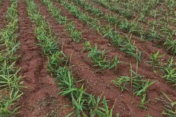 生姜的种植方法，适宜生长在疏松肥沃的土壤中