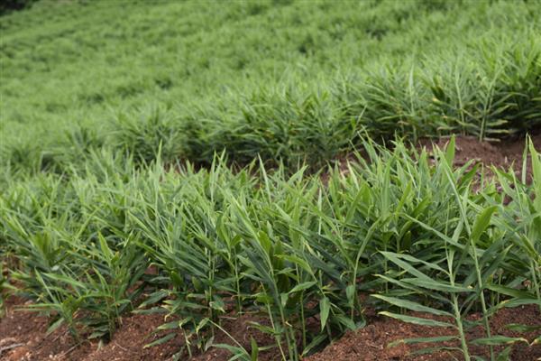 生姜的种植方法，适宜生长在疏松肥沃的土壤中