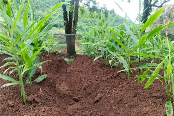 生姜的种植方法，适宜生长在疏松肥沃的土壤中