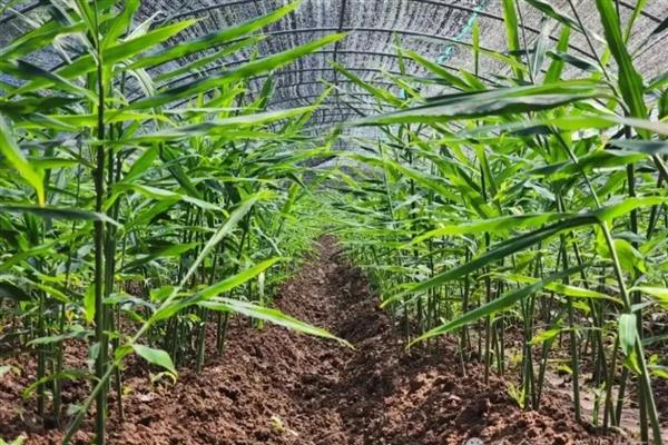 生姜的种植方法，适宜生长在疏松肥沃的土壤中