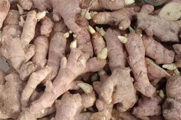 生姜的种植方法，适宜生长在疏松肥沃的土壤中