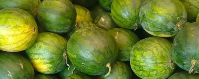 无籽西瓜的种子从何而来，使用诱变培育法经过杂交获得