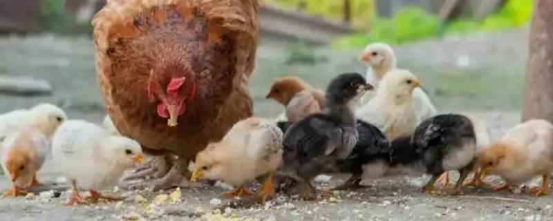 小鸡有没有饱腹感，吃饱后就不会进食