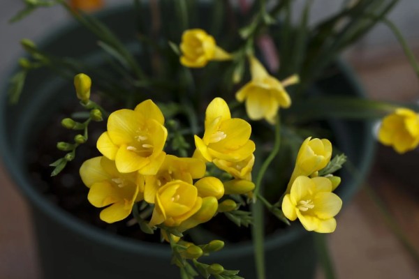 小苍兰怎么养殖，苗期每隔7天左右浇一次水