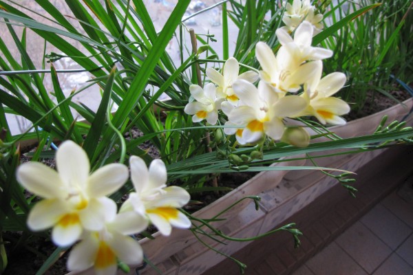 小苍兰怎么养殖，苗期每隔7天左右浇一次水