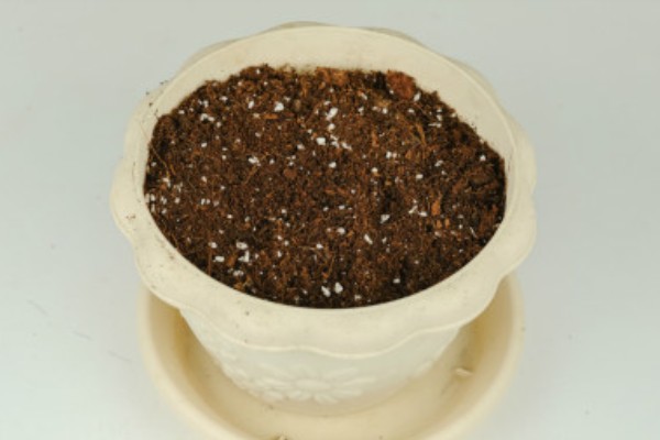 小苍兰怎么养殖，苗期每隔7天左右浇一次水