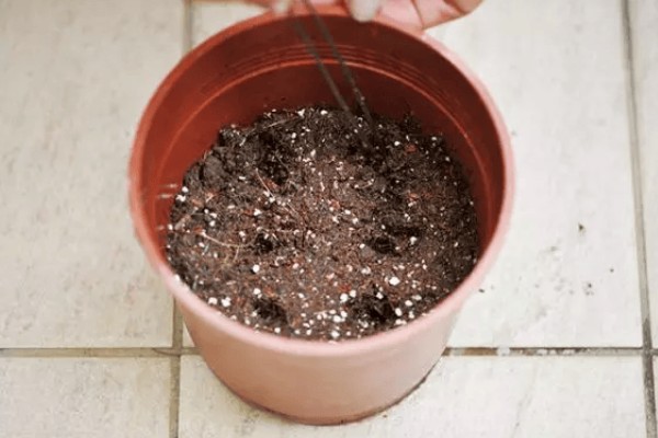 小苍兰怎么养殖，苗期每隔7天左右浇一次水