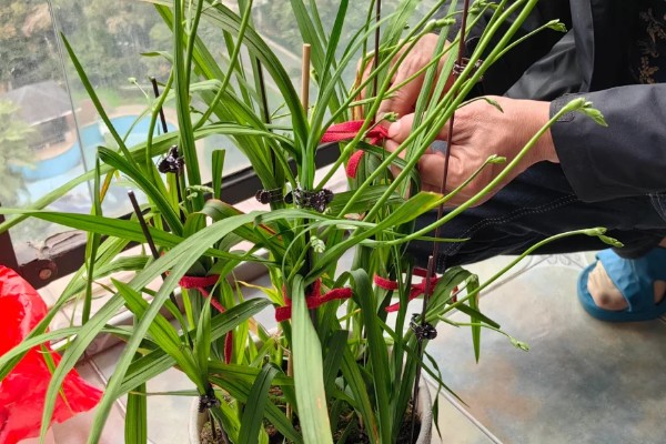 小苍兰怎么养殖，苗期每隔7天左右浇一次水