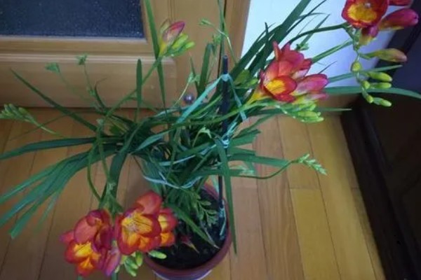 小苍兰怎么养殖，苗期每隔7天左右浇一次水