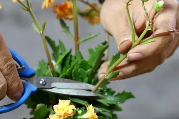 小苍兰怎么养殖，苗期每隔7天左右浇一次水