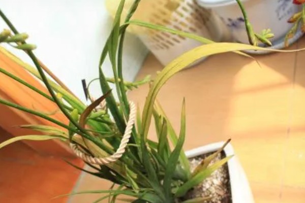 小苍兰怎么养殖，苗期每隔7天左右浇一次水