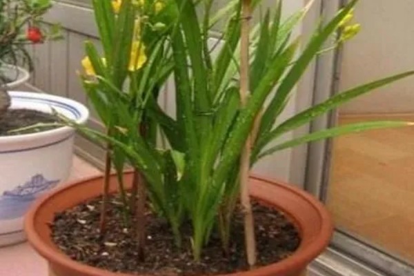 小苍兰怎么养殖，苗期每隔7天左右浇一次水