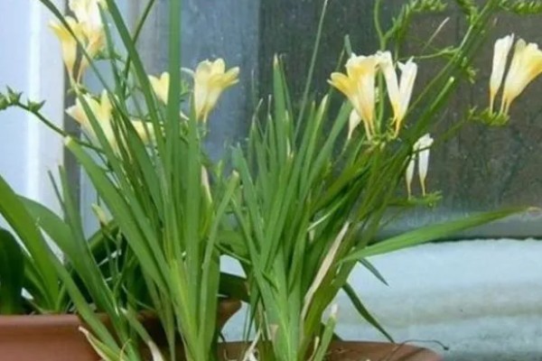 小苍兰怎么养殖，苗期每隔7天左右浇一次水