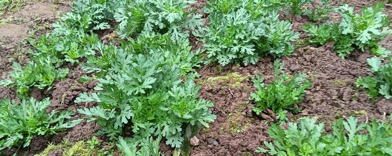 茼蒿菜怎么种植，主要采取条播或撒播的方法播种