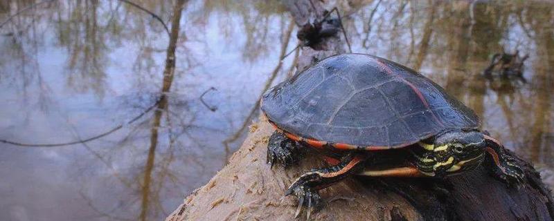 锦龟怎么养，适宜的水温在25-30℃