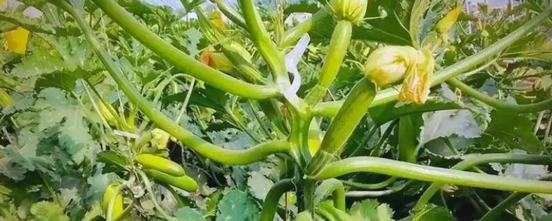 西葫芦开花了但是没有结果怎么办，要疏理过多的雌花和多余的雄花