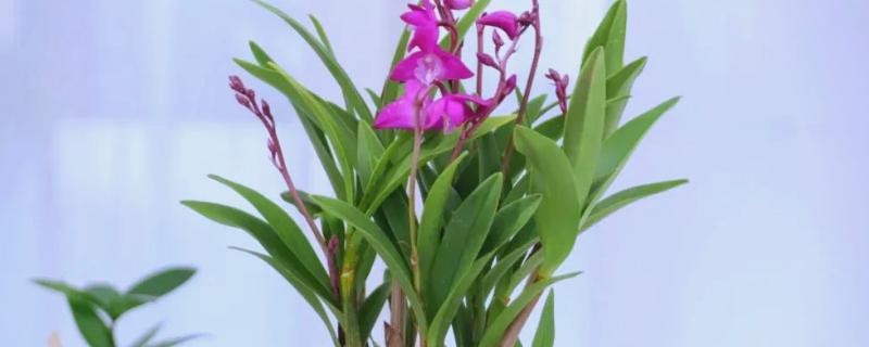 洋兰白绢病的病状，发病时茎基部可见白色菌丝