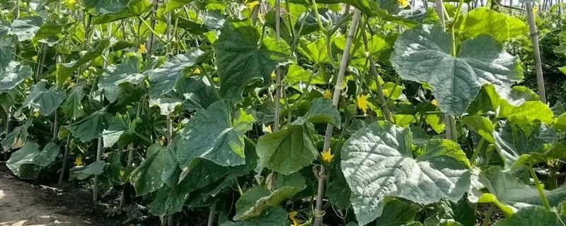黄瓜叶子发黄怎么办，需及时增加养分