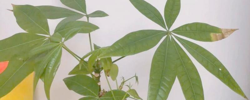 发财树为什么叶子下垂，可能是浇水过多、土壤板结等因素造成