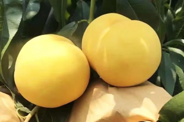 黄金蜜4号桃品种简介，该品种个头大