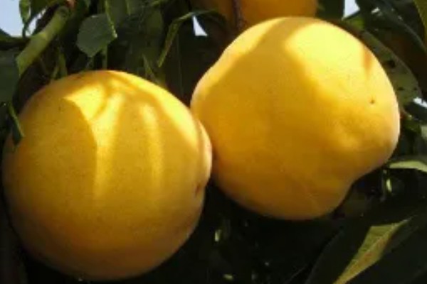 黄金蜜4号桃品种简介，该品种个头大