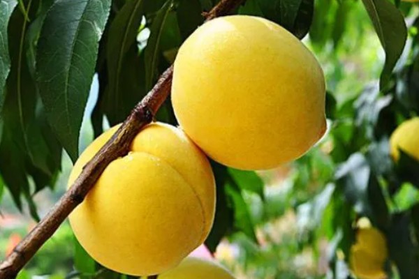 黄金蜜4号桃品种简介，该品种个头大