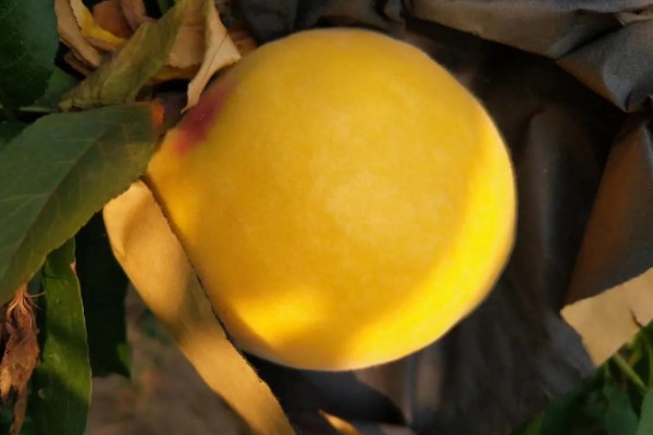 黄金蜜4号桃品种简介，该品种个头大