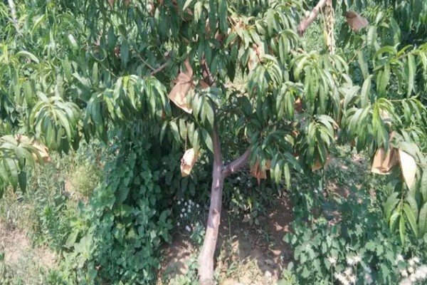 黄金蜜4号桃品种简介，该品种个头大