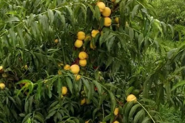 黄金蜜4号桃品种简介，该品种个头大