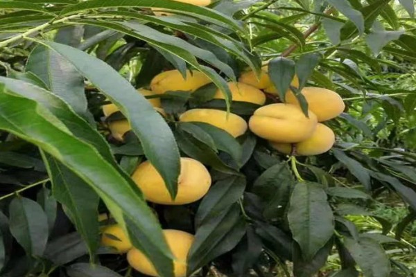 黄金蜜4号桃品种简介，该品种个头大