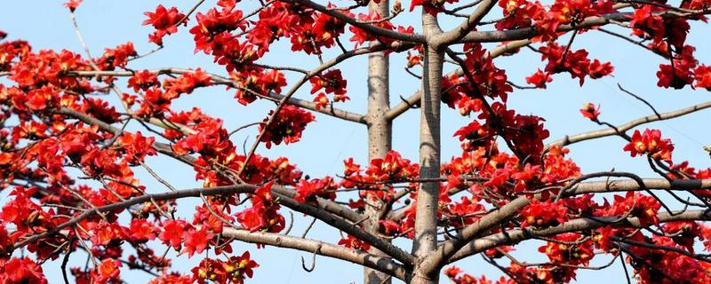 木棉和棉花的区别，科属不同