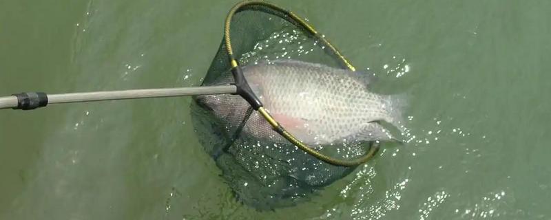 黑坑钓罗非鱼选择哪种饵料，蚯蚓和动物内脏是适宜选择