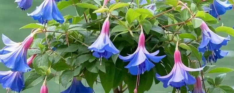 为什么灯笼花会卷叶，可能是施肥过度所致